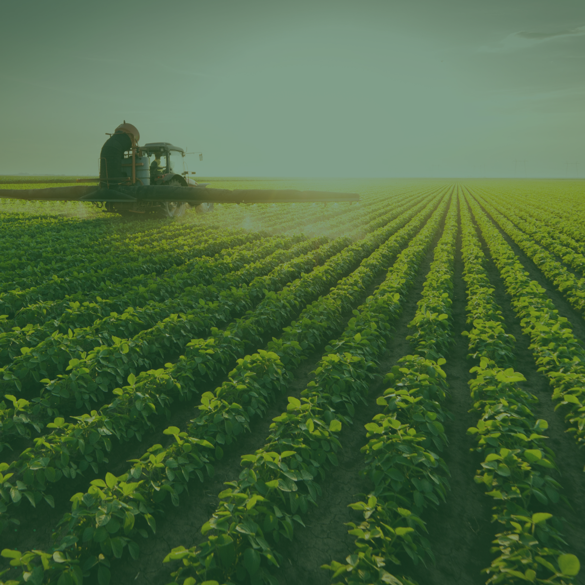 Green field of row crops